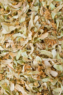 Dried Organic Lime Tree Blossoms