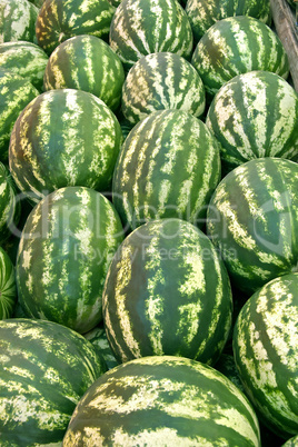 Organic Ripe Watermelon Heap