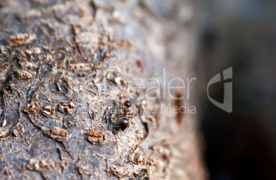 A Black Ant On An Tree Trunk