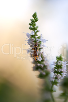 A Brown and Yellow Insect On Flowers