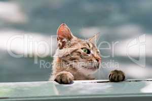 Hungry Cat Looking Into Window