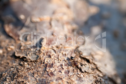 A Brown Ant On An Tree Trunk