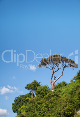 Pine Tree Against The Blue Sky
