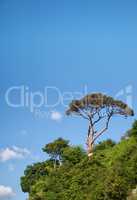 Pine Tree Against The Blue Sky