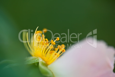 Closeup Of A Pink Rose