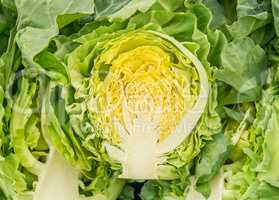 Organic White Cabbage Cut Down The Middle