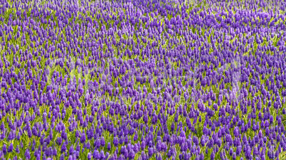 Purple Muscari Armeniacum Field