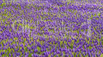 Purple Muscari Armeniacum Field