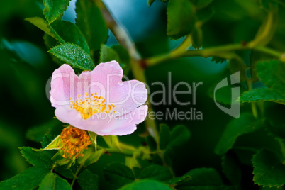 Closeup Of A Wet Pink Rose