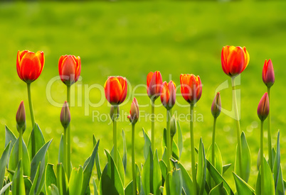 A Line Of Yellow and Orange Tulips