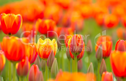 Yellow Orange Tulip Field