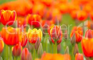 Yellow Orange Tulip Field