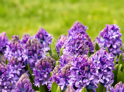 Purple Hyacinth In A Garden