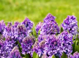 Purple Hyacinth In A Garden