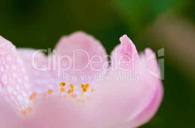 Closeup Of A Wet Pink Rose