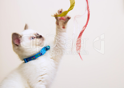 White and Brown British Shorthair Kitten Playing With Ribbons