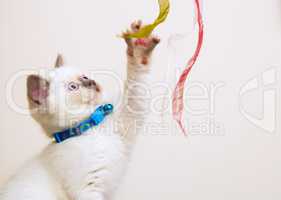 White and Brown British Shorthair Kitten Playing With Ribbons