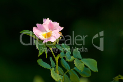 Closeup Of A Pink Rose