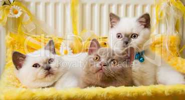 White and Fawn British Shorthair Kittens