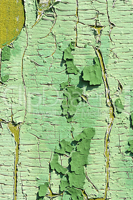 old wood tree bark texture with green moss