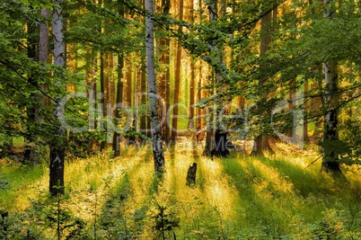 Wald mit Sonnenstrahlen - forest and sunrays 01