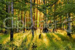 Wald mit Sonnenstrahlen - forest and sunrays 01