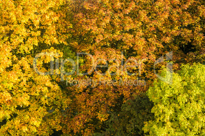 Herbstliche Bäume