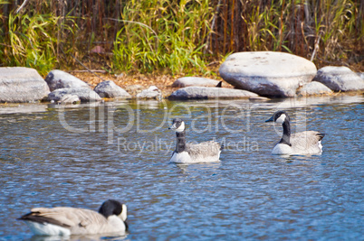 Canadian Geese Relaxing on Water