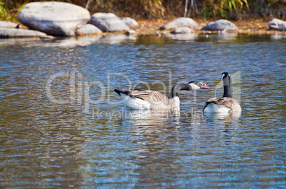 Canadian Goose Honking at Companion