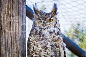 Great Horned Owl Winking