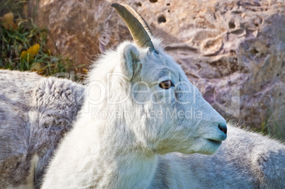 Mountain Goat Looking Left