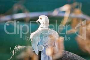 Ring-Necked Dove Stretches it's Neck