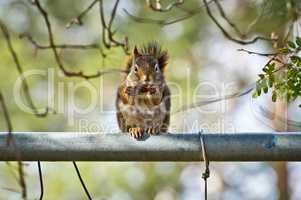 Squirrel Eating an Acorn