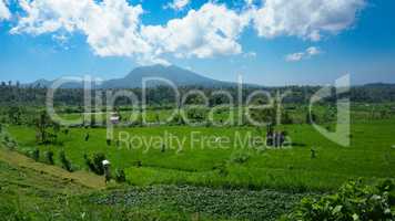 Green fields in Bali