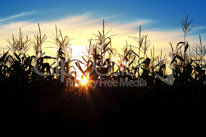 Sun shining through the corn