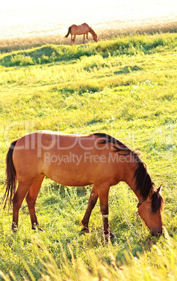 Two horses grazing