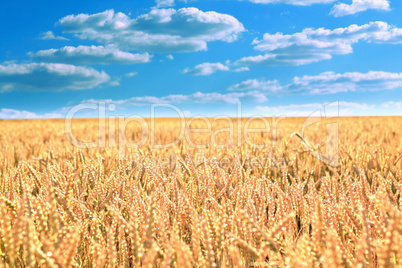 Wheat field under the blue sky