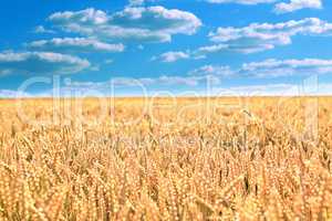 Wheat field under the blue sky