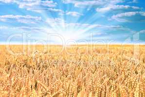 Wheat field with the sun