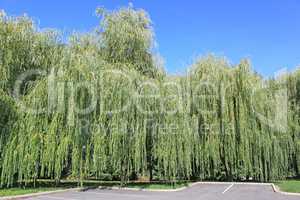 weeping willow