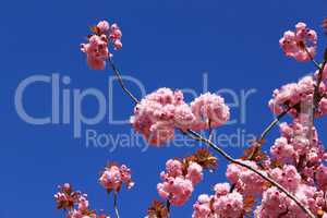 Tree with pink flowers