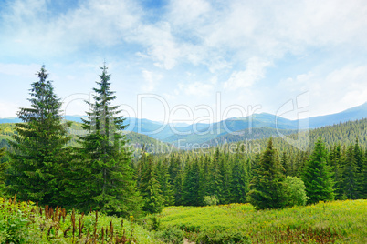 Beautiful pine trees on background high mountains.