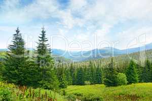 Beautiful pine trees on background high mountains.