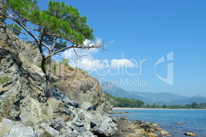 tree grows on the rocky shore