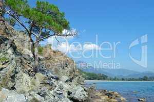 tree grows on the rocky shore