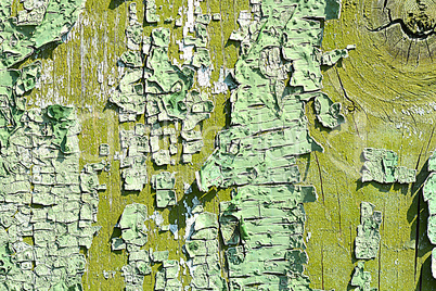 old oak tree bark texture