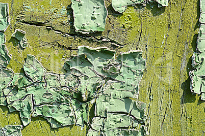 old green colored wooden plank surface
