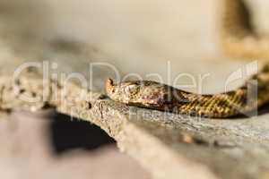 Horned viper snake