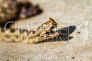 Horned viper snake