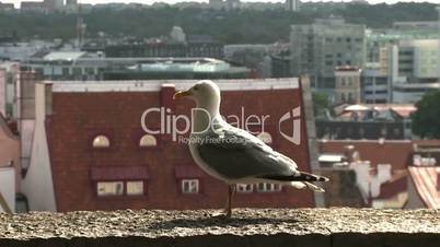 Möwe über den Dächern von Tallinn